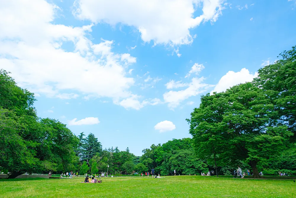 青空と緑が広がる公園の風景